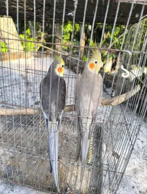 ৪জোড়া রানিং গ্রে ককাটেল পাখি সূলভ মূল্য বিক্রিয় করা হবে