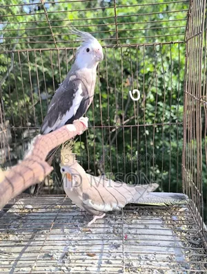 ৪জোড়া রানিং গ্রে ককাটেল পাখি সূলভ মূল্য বিক্রিয় করা হবে