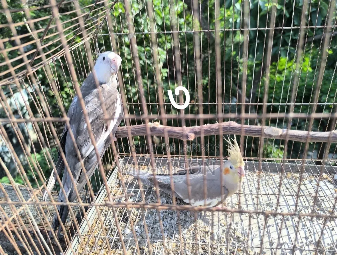 ৪জোড়া রানিং গ্রে ককাটেল পাখি সূলভ মূল্য বিক্রিয় করা হবে