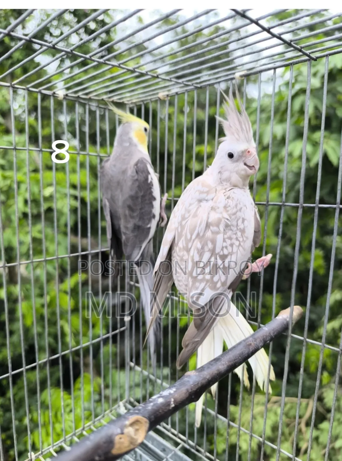 ৪জোড়া রানিং গ্রে ককাটেল পাখি সূলভ মূল্য বিক্রিয় করা হবে