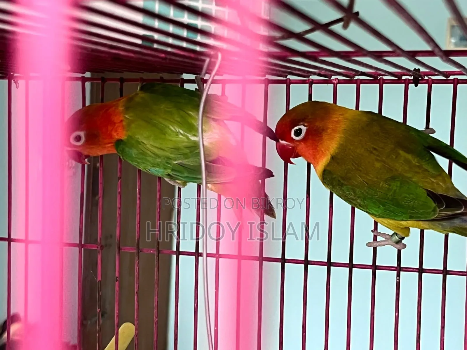 3 Piece Lovebird and 1 pair Green Fisher Full Set for Sale