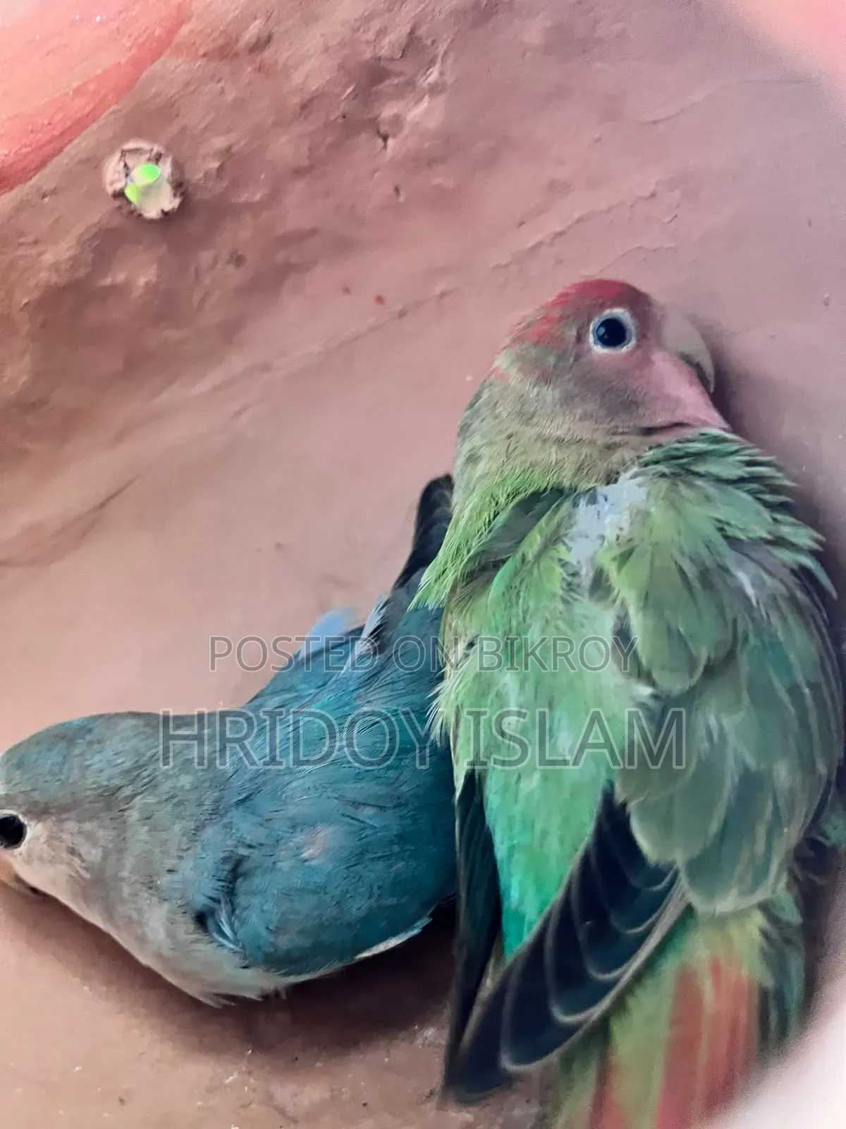 3 Piece Lovebird and 1 pair Green Fisher Full Set for Sale