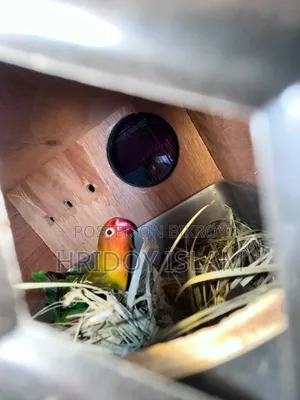 3 Piece Lovebird and 1 pair Green Fisher Full Set for Sale