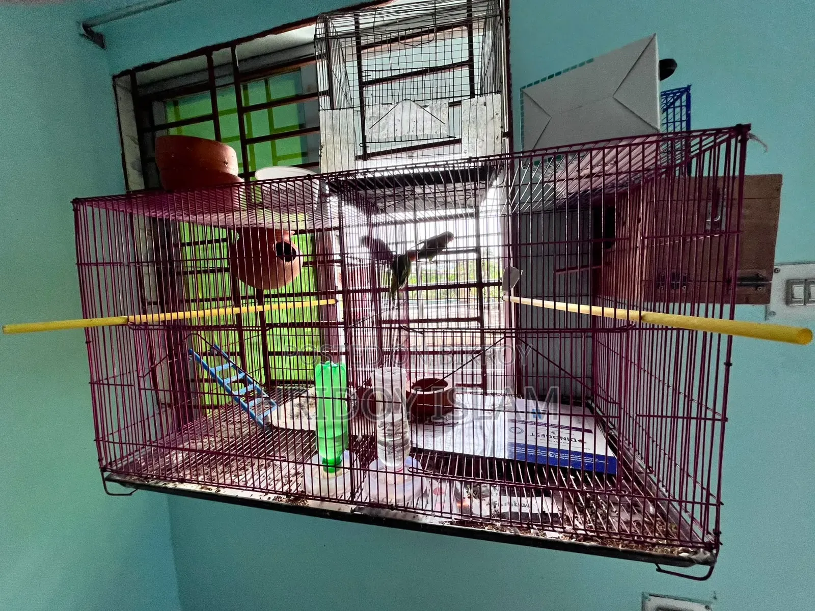 3 Piece Lovebird and 1 pair Green Fisher Full Set for Sale