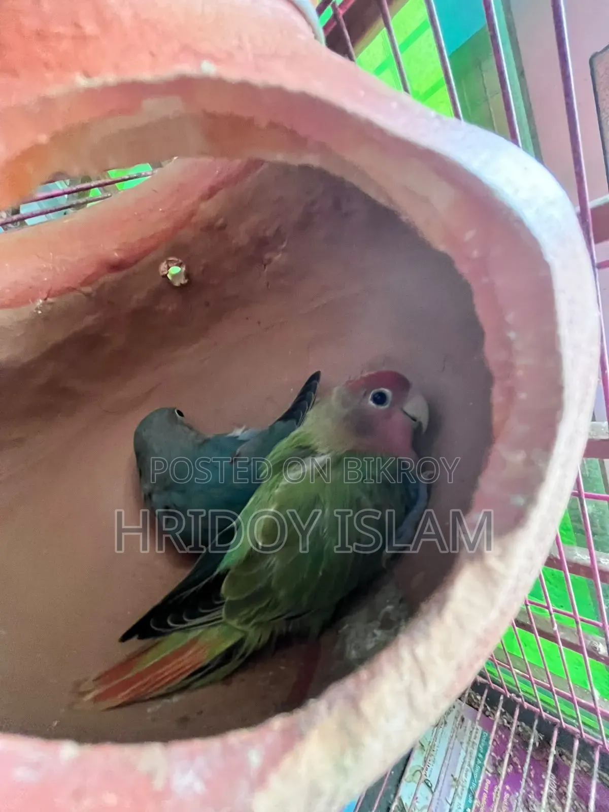 3 Piece Lovebird and 1 pair Green Fisher Full Set for Sale