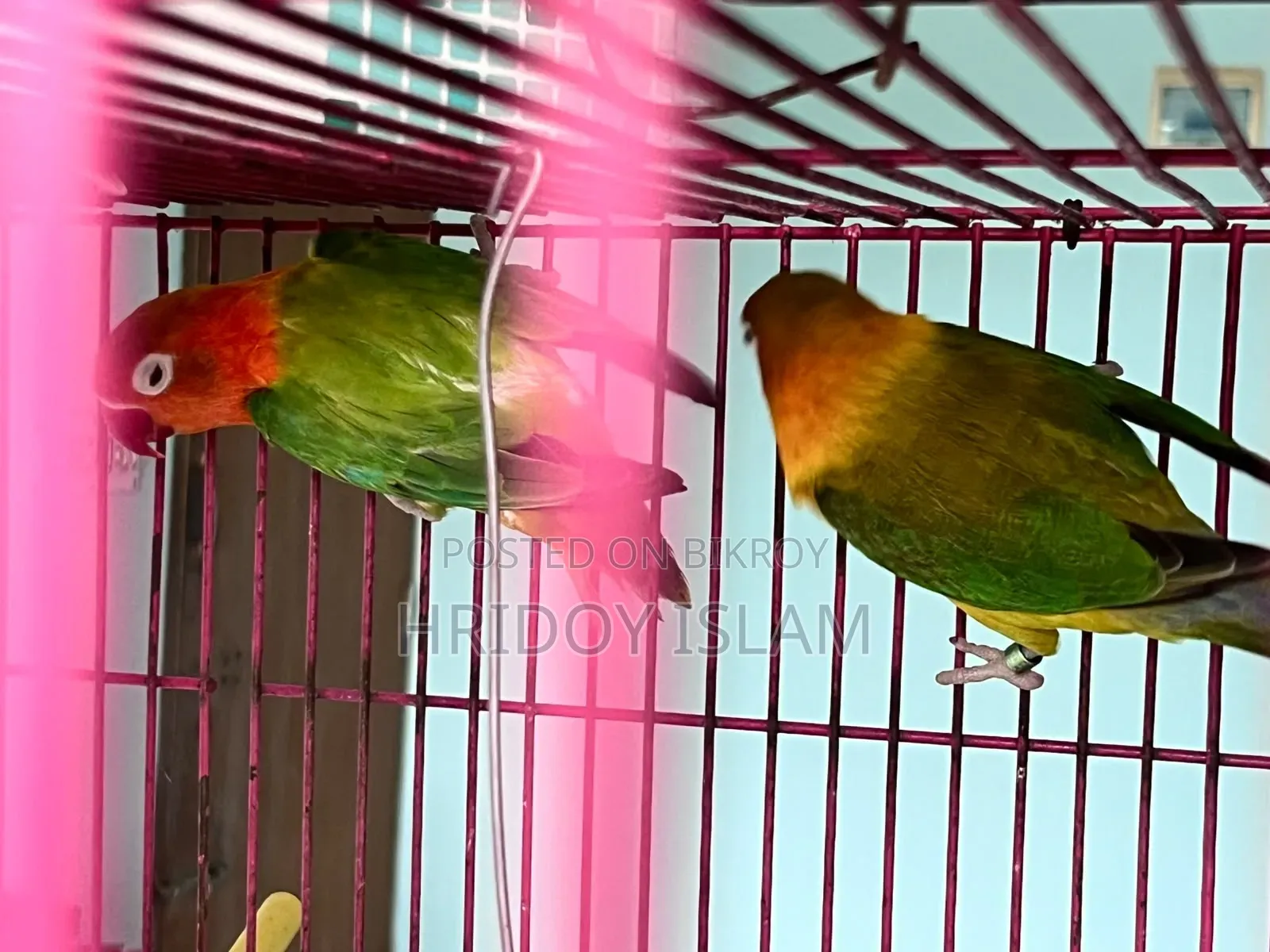 3 Piece Lovebird and 1 pair Green Fisher Full Set for Sale