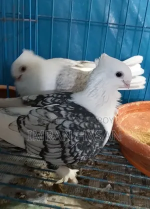 Pigeons for sale