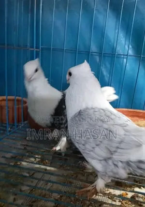 Pigeons for sale
