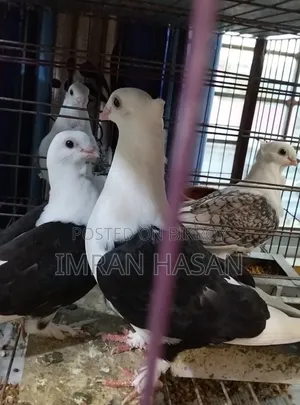 Pigeons for sale