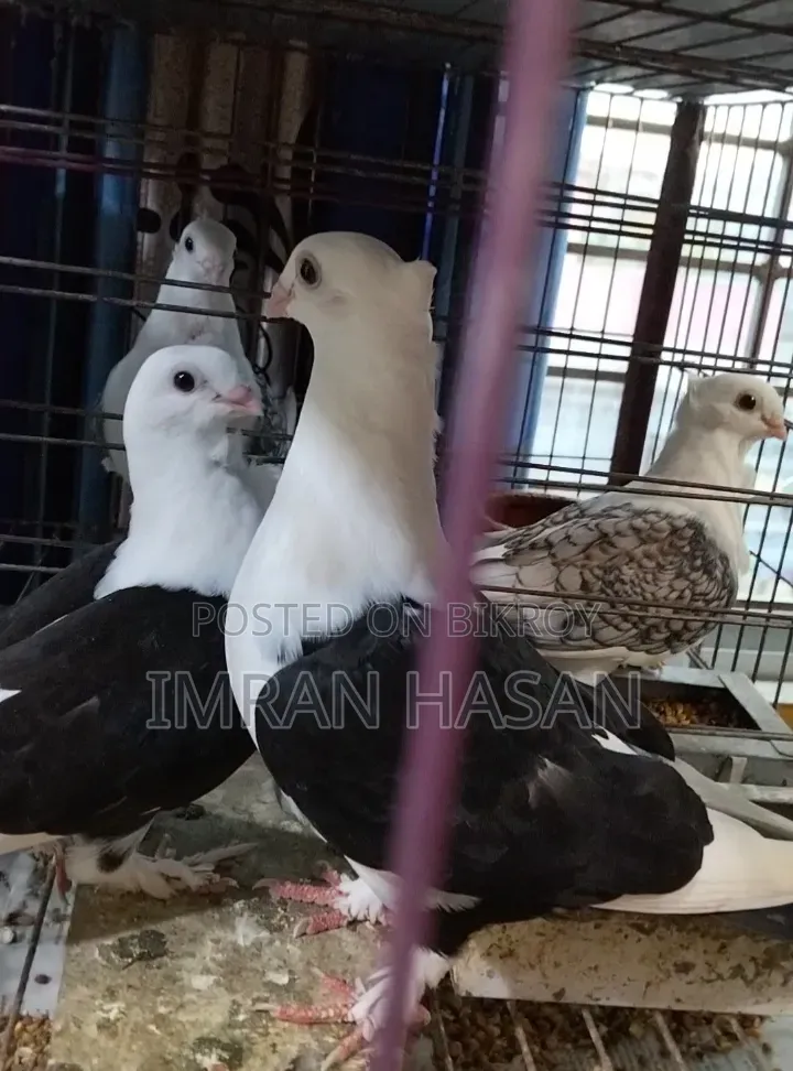 Pigeons for sale