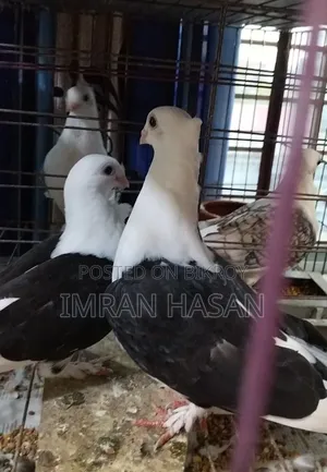 Pigeons for sale