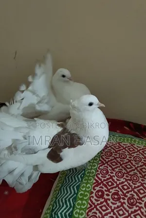 Pigeons for sale