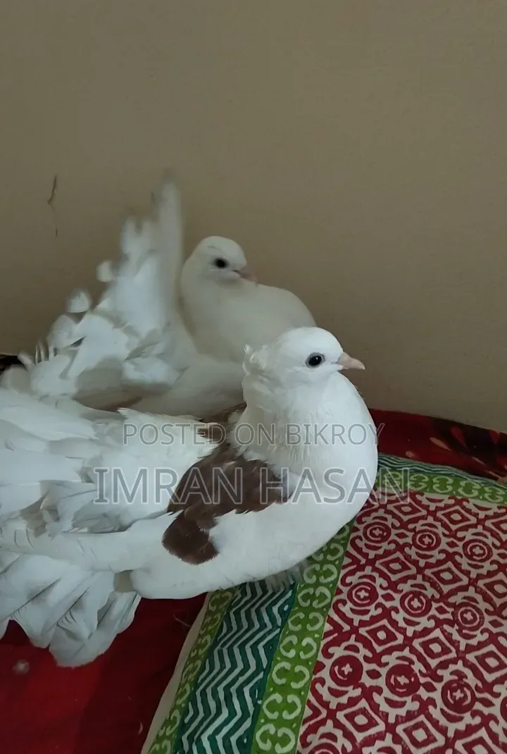 Pigeons for sale
