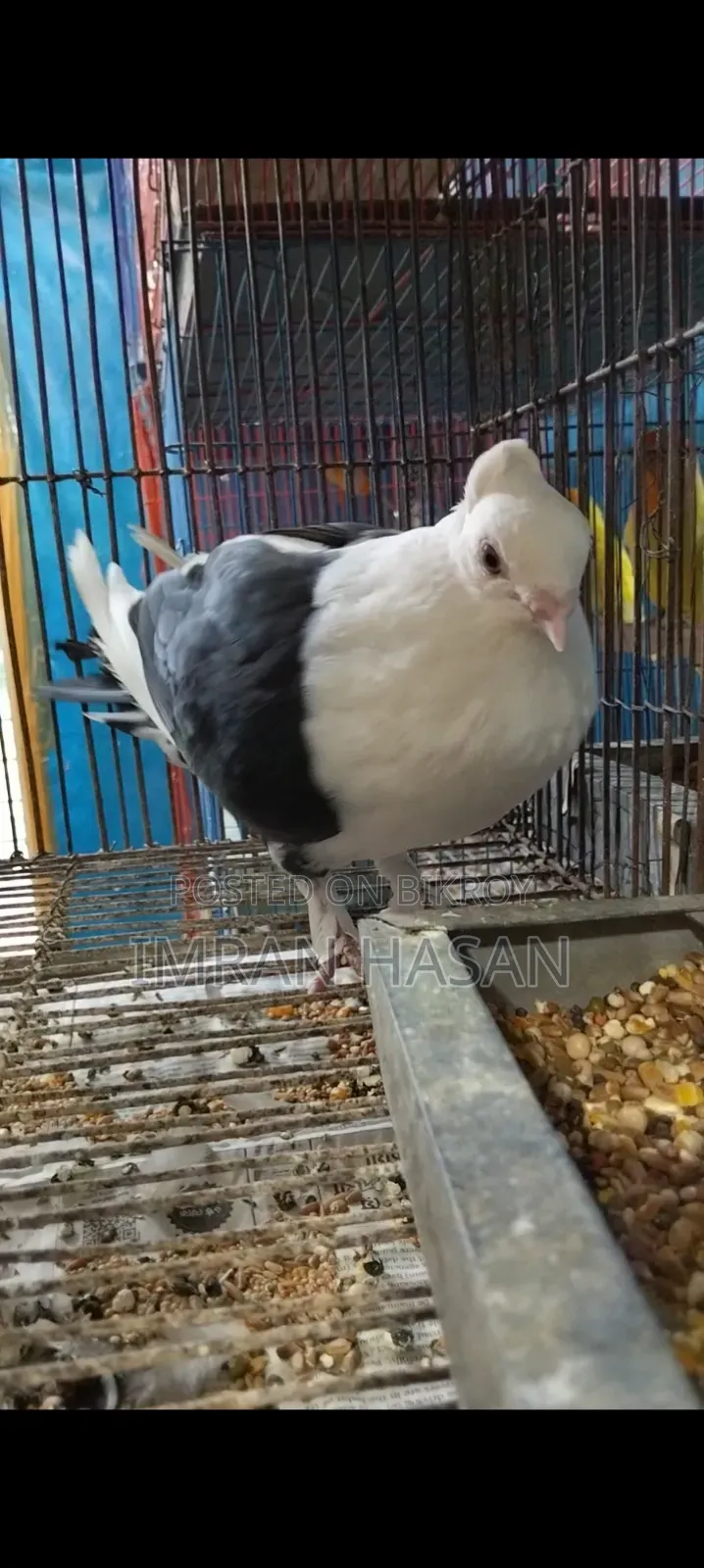 Pigeons for sale