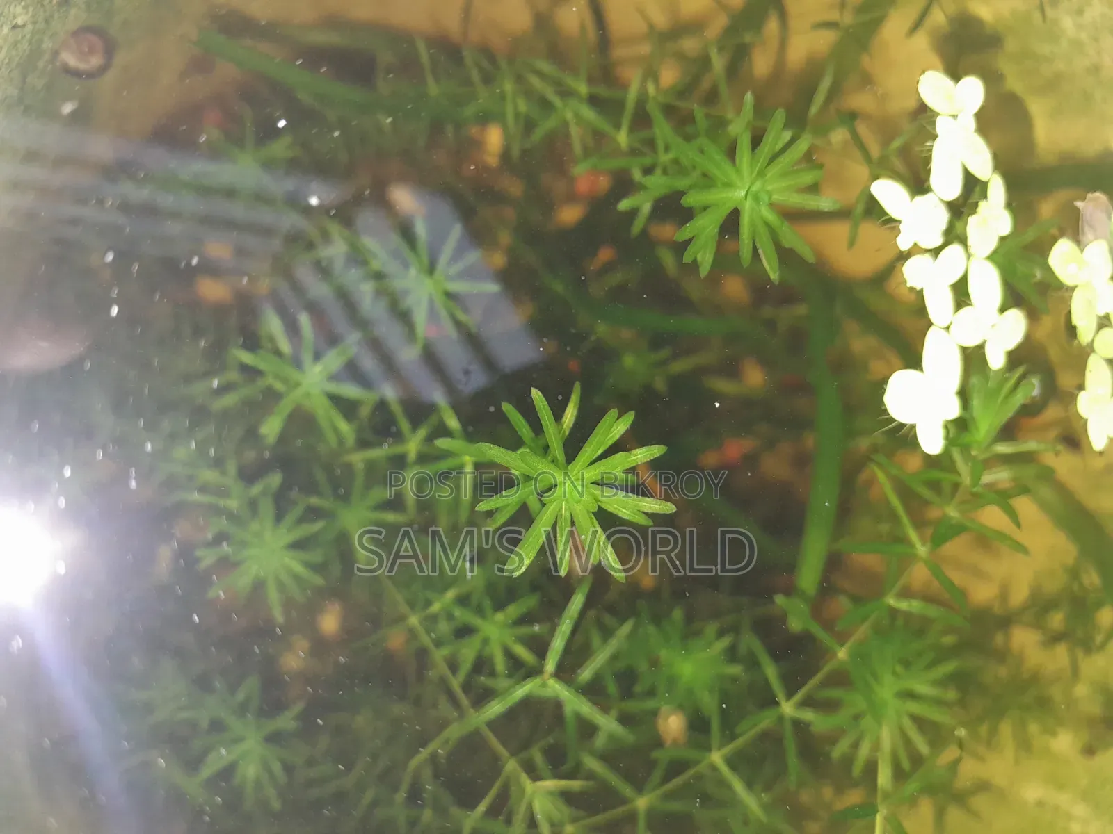 Fresh Guppy Grass | Live Aquarium Plant | Fry Safe Plant