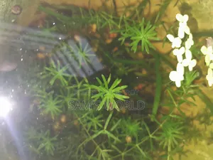 Fresh Guppy Grass | Live Aquarium Plant | Fry Safe Plant
