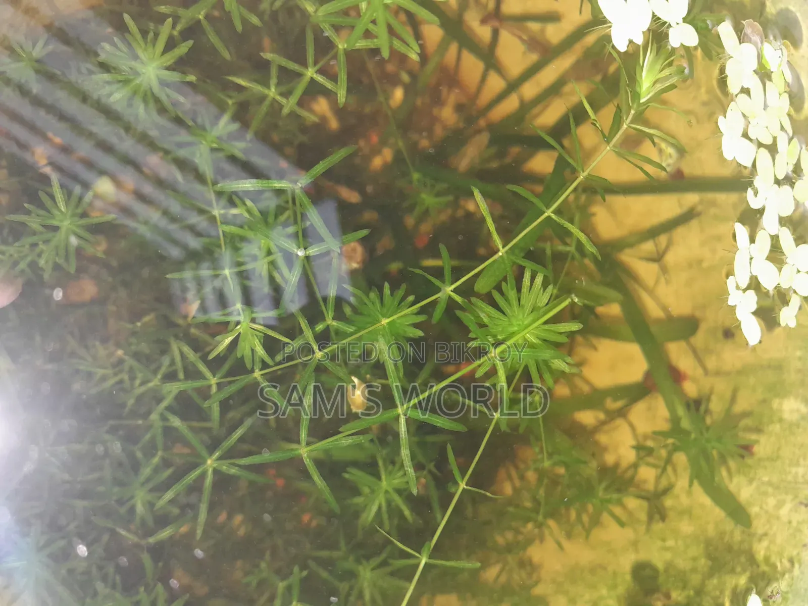 Fresh Guppy Grass | Live Aquarium Plant | Fry Safe Plant