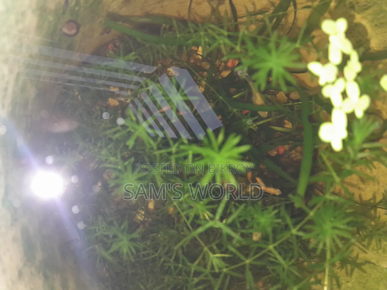 Fresh Guppy Grass | Live Aquarium Plant | Fry Safe Plant
