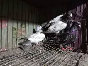 High-Flyer Baby Pigeons