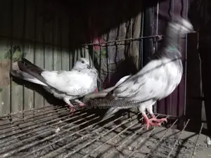 High-Flyer Baby Pigeons