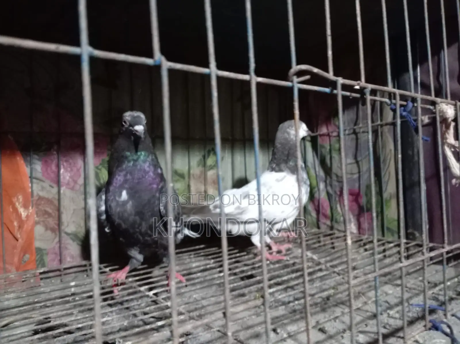 High-Flyer Baby Pigeons
