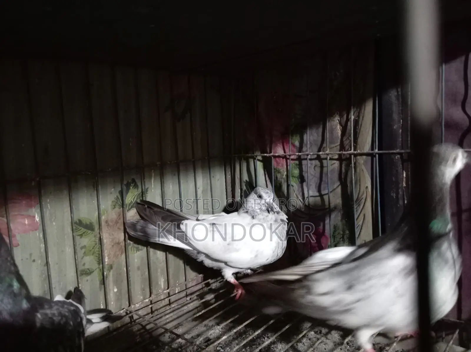 High-Flyer Baby Pigeons
