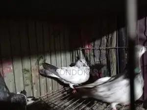 High-Flyer Baby Pigeons