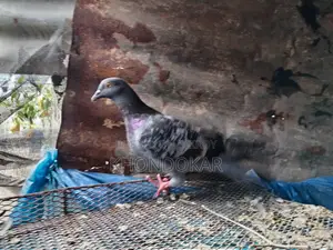 কিছু রেসার মাদি ও নর