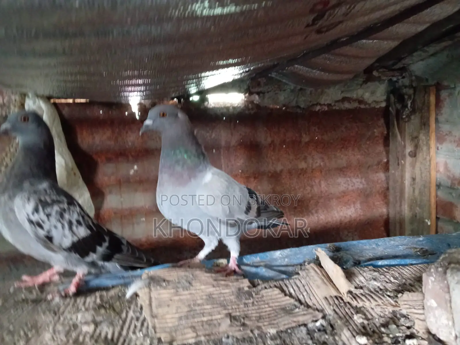 Some Racer Female and Male Pigeons