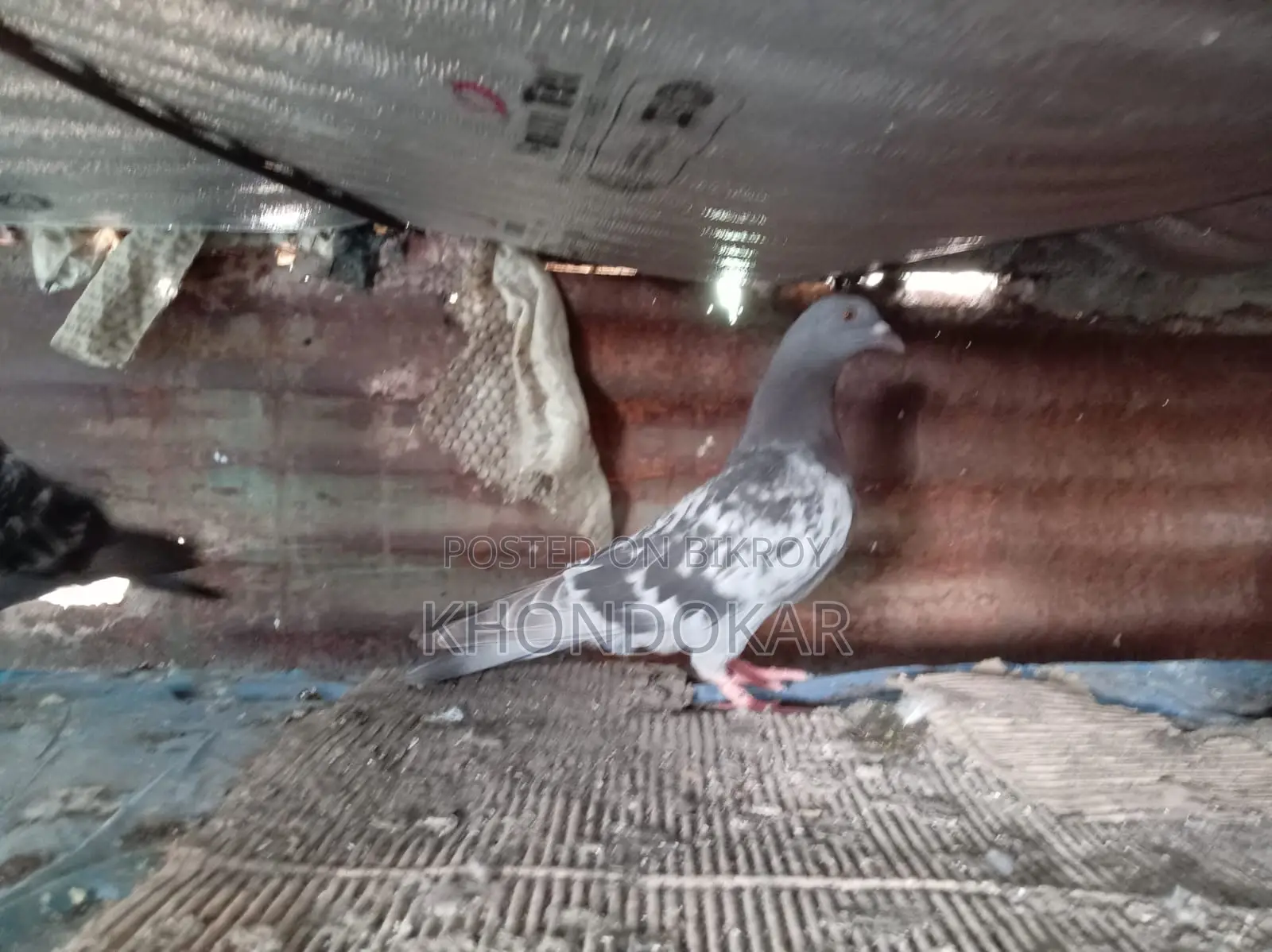 Some Racer Female and Male Pigeons
