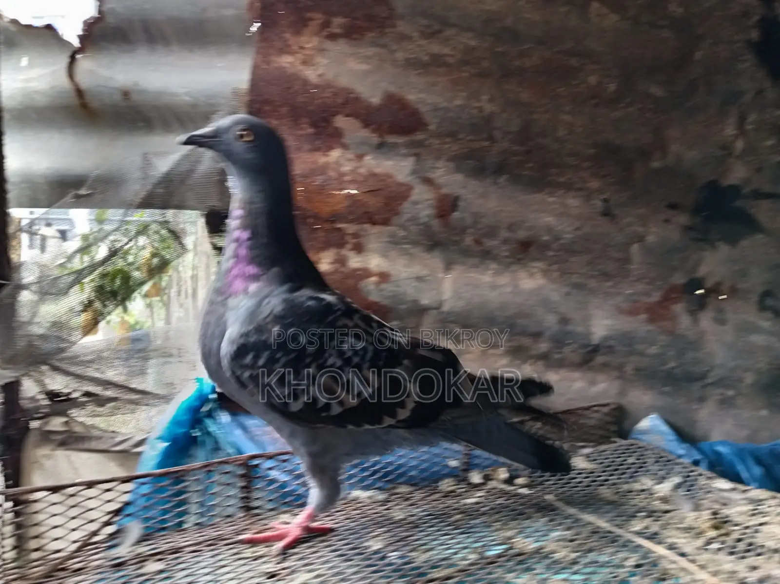 Some Racer Female and Male Pigeons
