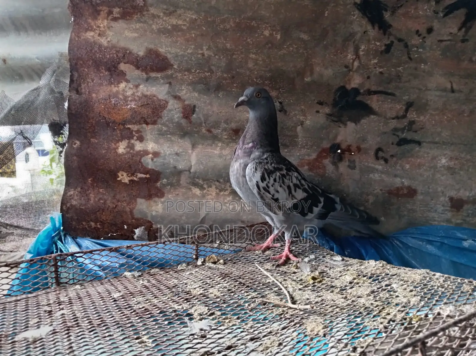Some Racer Female and Male Pigeons