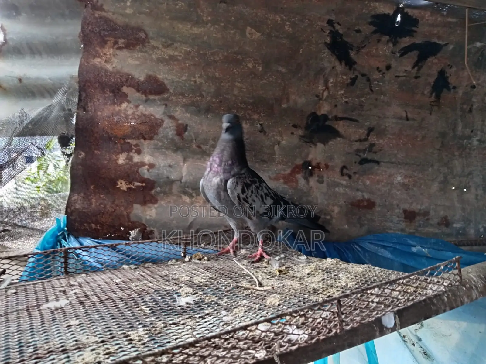Some Racer Female and Male Pigeons