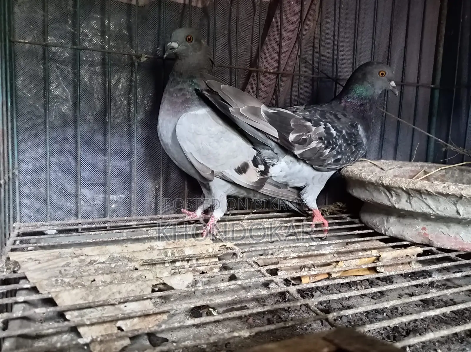 Some Racer Female and Male Pigeons
