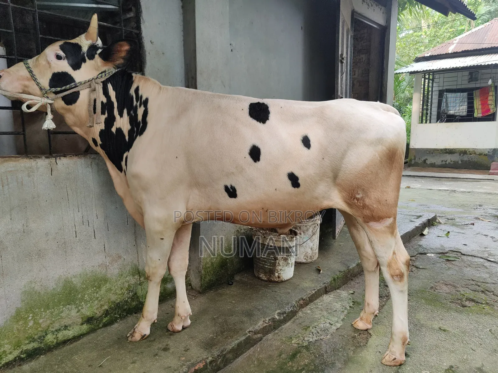 Frijian Cow.