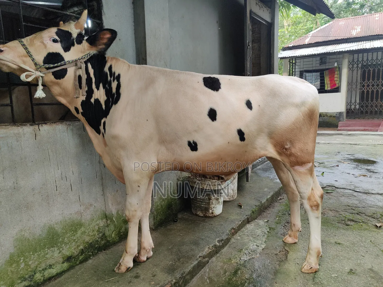 Frijian Cow.