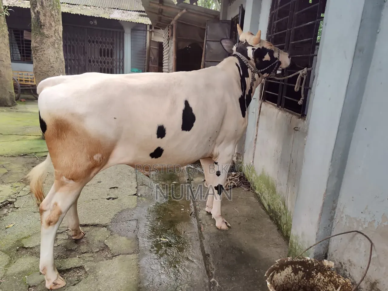 Frijian Cow.