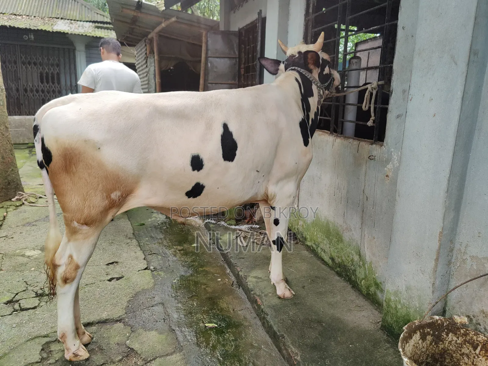 Frijian Cow.