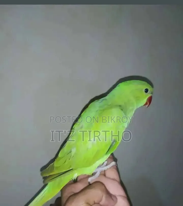 Ringneck Parrot