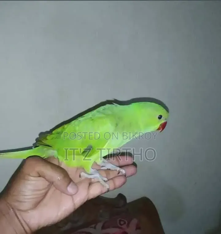 Ringneck Parrot