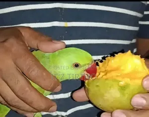 রিংনেট টিয়া