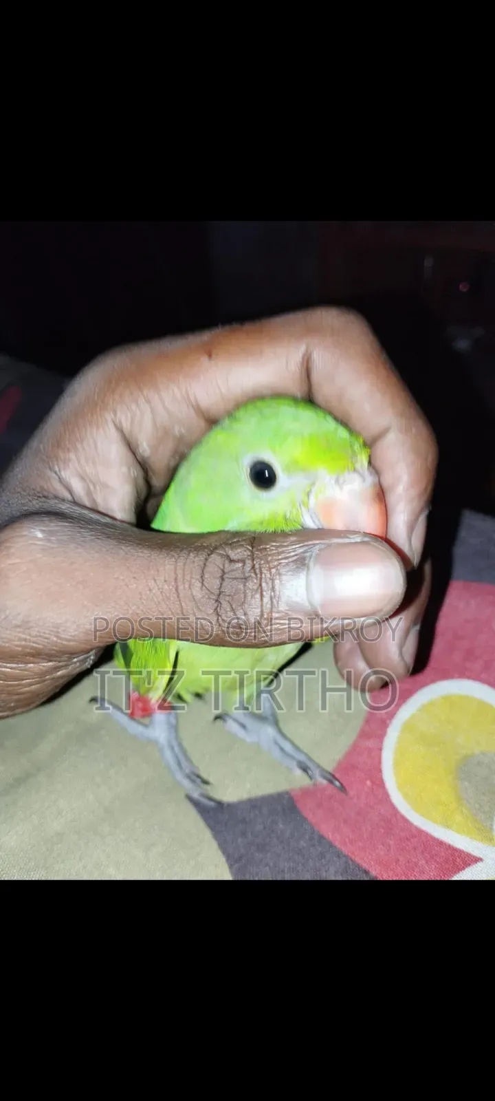 রিংনেট টিয়া