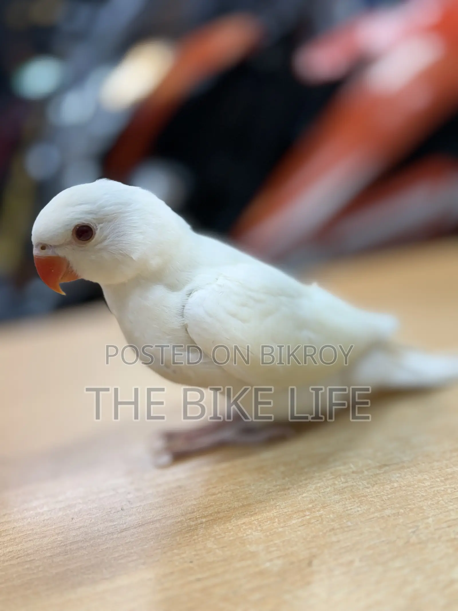Ringneck Baby
