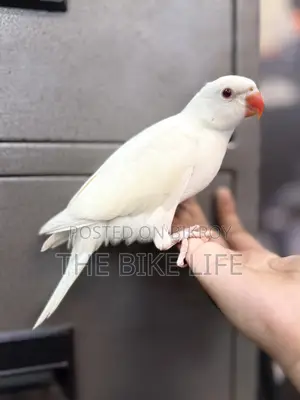 Ringneck Baby