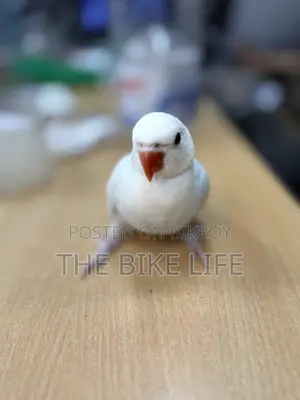 Ringneck Baby