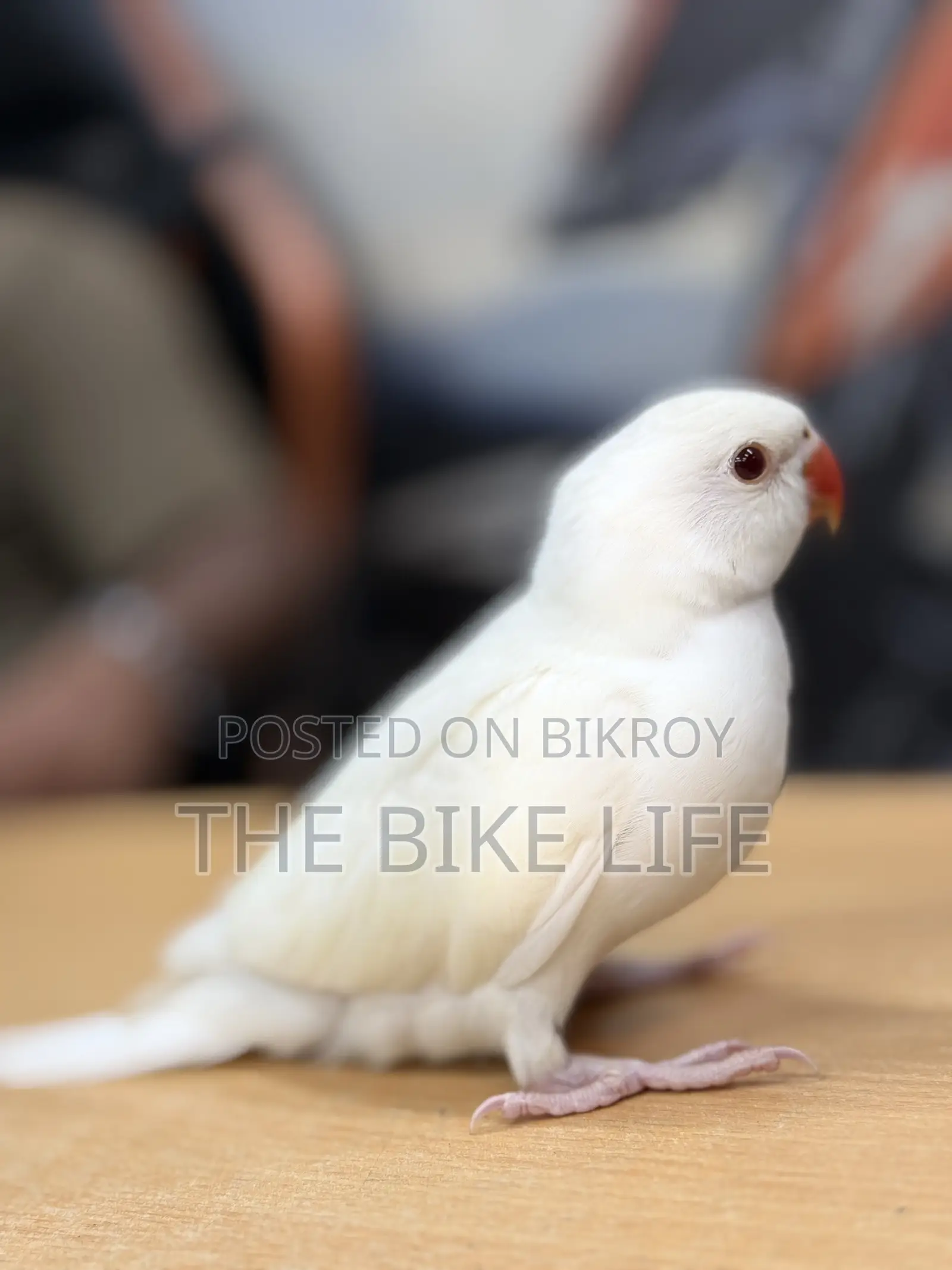Ringneck Baby