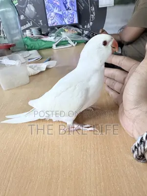Ringneck Baby