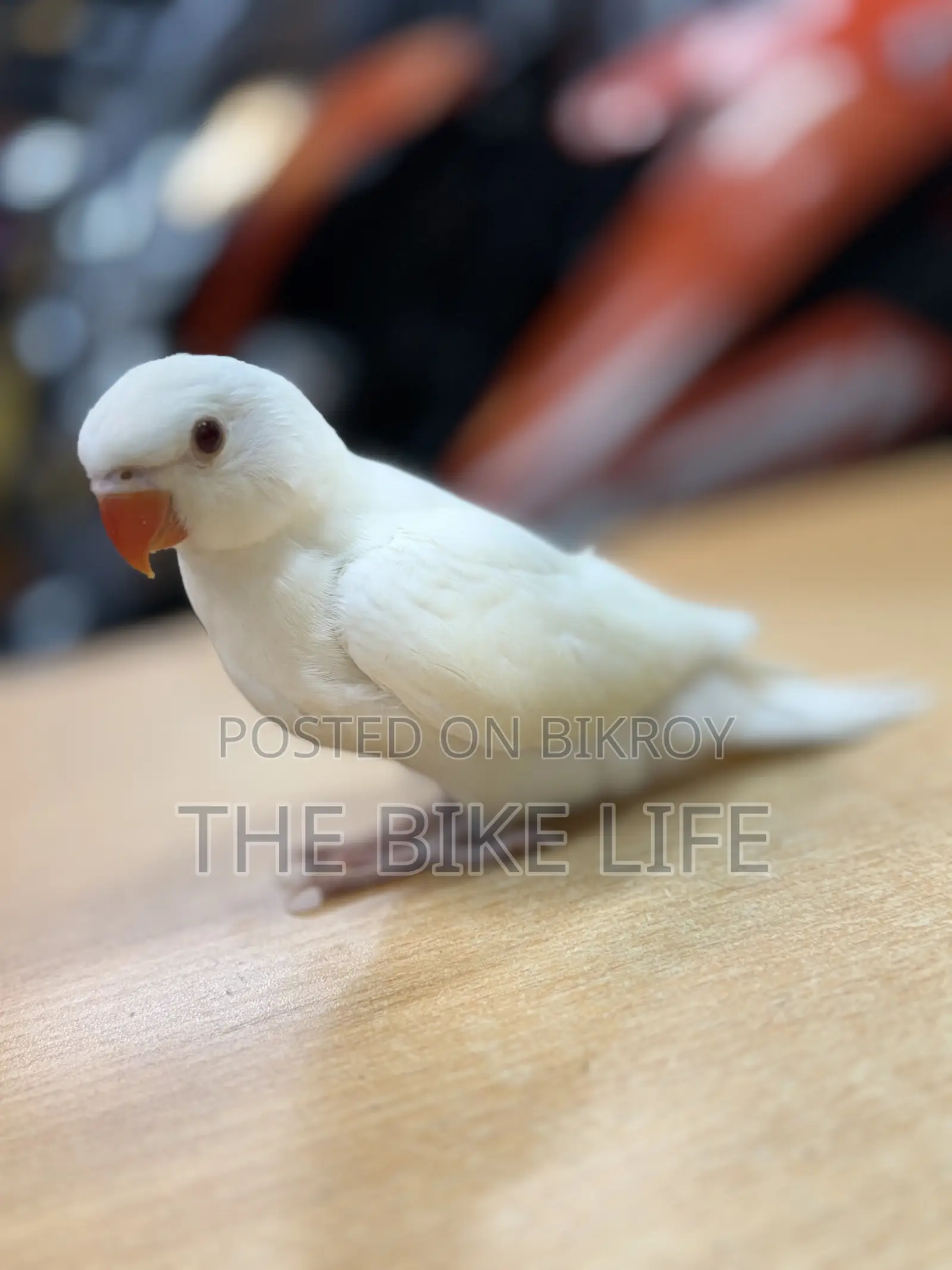 Ringneck Baby