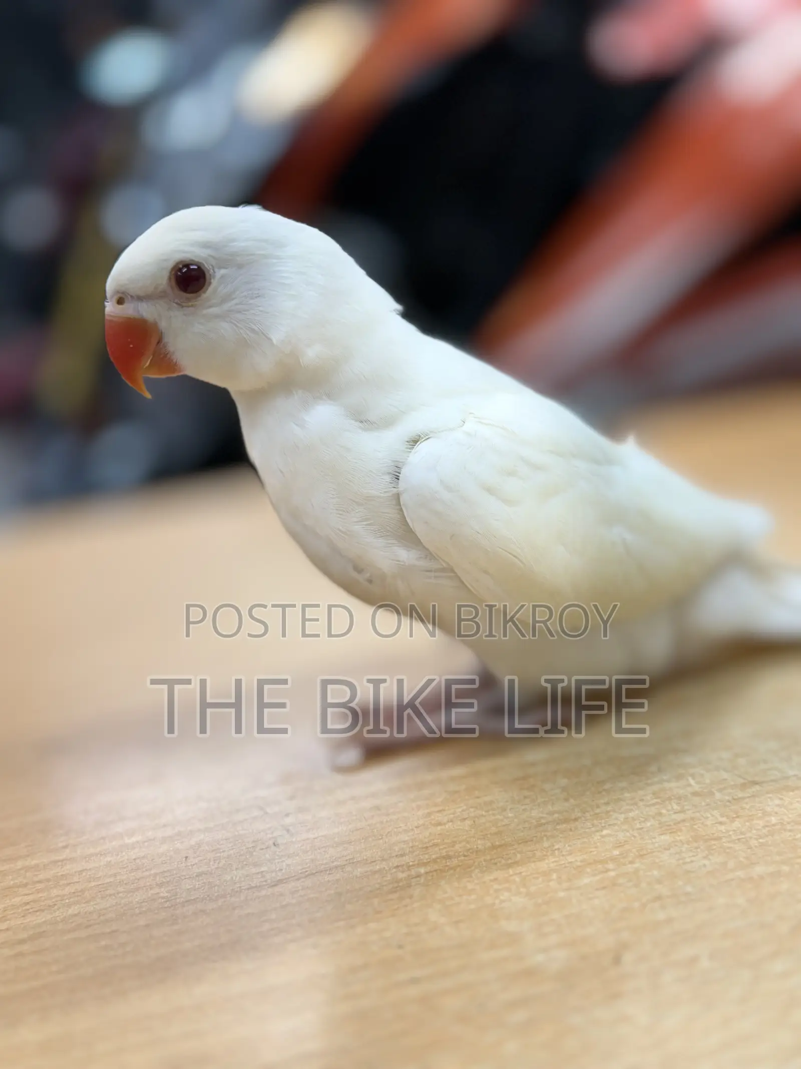 Ringneck Baby
