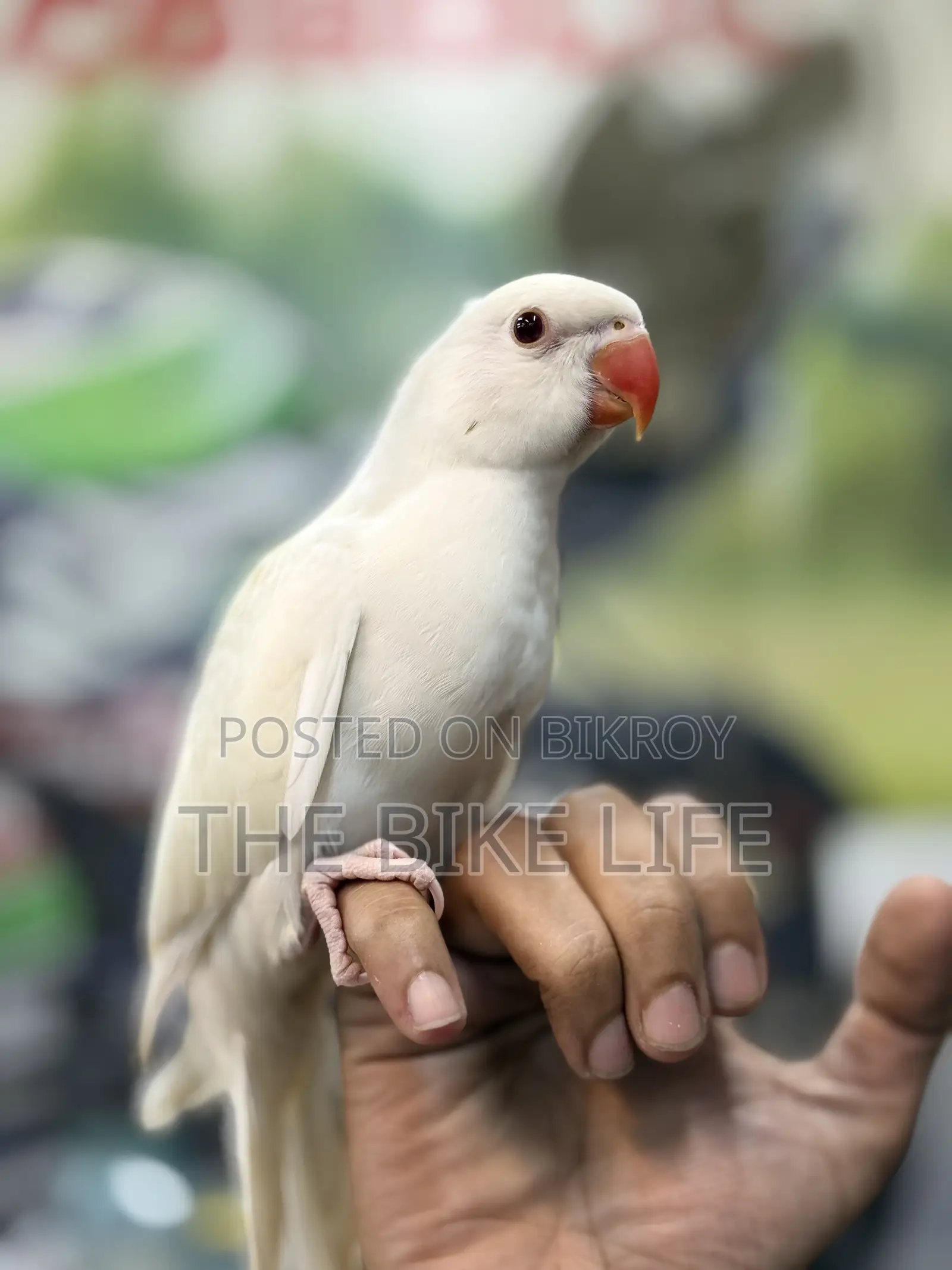 Ringneck Baby